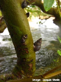 The invertebrates that live in mangroves provide food for many species