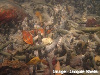 Mangroves drop large amounts of leaves, flowers, seeds and branches that supply food and habitat to other species