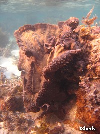 Sponges are the main food of Hawksbill turtles Sponges are the main food of Hawksbill turtles
