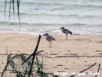 Beach stone curlews live in mated pairs