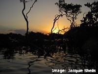 Mangroves at sunset