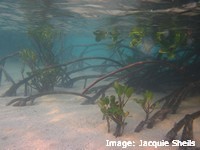 Mangrove (Rhizophora stylosa) at high tide