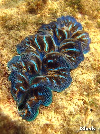 Burrowing clams, Tridacna crocea, are the most colourful, and the most commonly seen, giant clam on the fringing reefs Burrowing clams, Tridacna crocea, are the most colourful, and the most commonly seen, giant clam on the fringing reefs