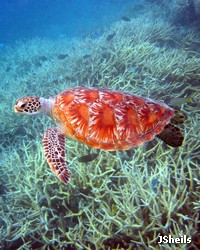 Green turtle at the reef edge Green turtle at the reef edge