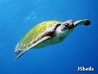 Green turtles migrate vast distances between feeding and breeding areas Green turtles migrate vast distances between feeding and breeding areas