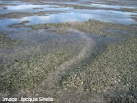 Dugong feeding trail in a seagrass meadow