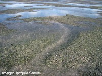 Dugong feeding trail in a seagrass meadow Dugong feeding trail in a seagrass meadow