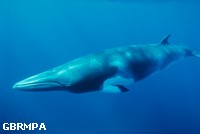 Dwarf Minke whale Dwarf Minke whale