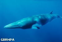 Dwarf Minke whale