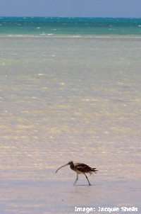 Eastern Curlew foraging in the shallows