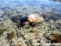 Green turtle basking on the reef flat