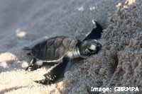 Green Sea Turtle Hatchling Green Sea Turtle Hatchling