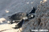 Green Sea Turtle Hatchling