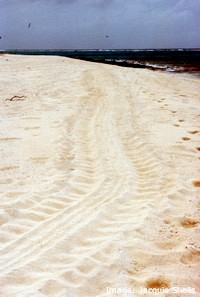 Green turtle tracks Green turtle tracks