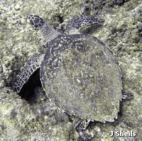 A Hawksbill turtle resting on the reef A Hawksbill turtle resting on the reef