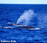 A Humpback Whale surfacing to breathe A Humpback Whale surfacing to breathe