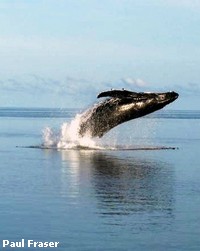 A Humpback whale breaching A Humpback whale breaching