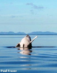 A Humpback Whale Breaching A Humpback Whale Breaching