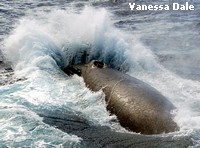 Humpback Whale Humpback Whale