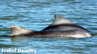 Indo-Pacific Humpback Dolphins have a distinctive,triangular dorsal fin Indo-Pacific Humpback Dolphins have a distinctive,triangular dorsal fin
