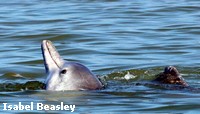 Indo-Pacific Humpback Dolphins Indo-Pacific Humpback Dolphins