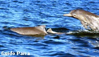 Indo-Pacific Humpback Dolphins Indo-Pacific Humpback Dolphins