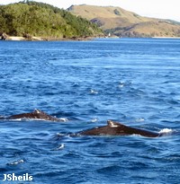 Humpback whales have a small, distinctively shaped dorsal fin Humpback whales have a small, distinctively shaped dorsal fin