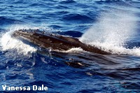 A close encounter with a Humpback whale A close encounter with a Humpback whale