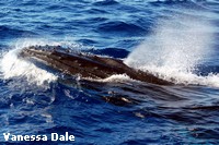 A close encounter with a Humpback whale