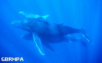 A Humpback whale pod with a calf A Humpback whale pod with a calf