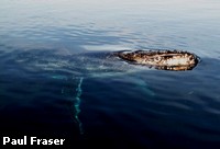 A Humpback whale taking a look above the water A Humpback whale taking a look above the water