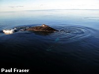 A Humpback Whale just under the water's surface