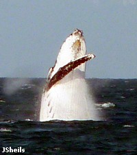 A humpback whale breaching A humpback whale breaching