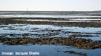 Seagrass meadow, Pioneer Bay Seagrass meadow, Pioneer Bay