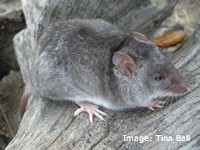 The vulnerable mangrove mouse (Xeromys myoides)