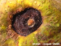 Mangroves are home to many species of molluscs