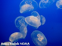 Moon jellies