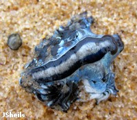 Glaucus marginata, a planktonic nudibranch