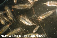 Zooplankton Zooplankton