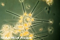 Phytoplankton Phytoplankton