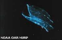A comb jelly or Ctenophore A comb jelly or Ctenophore