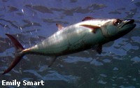 Mackeral are pelagic hunters