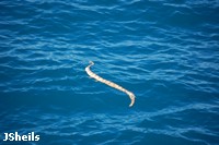 Seasnakes often bask on the surface as they
travel Seasnakes often bask on the surface as they travel