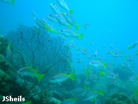 Snapper shelter on an outcrop of seafans