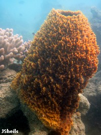 Barrel sponge