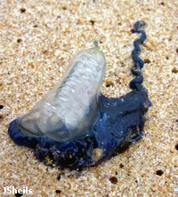 A bluebottle A bluebottle