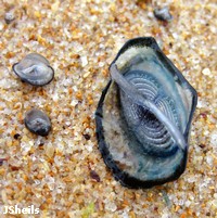 By the wind sailor, Velella velella By the wind sailor, Velella velella