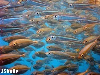 Bait fish feed on plankton, and in turn get eaten by fish and birds Bait fish feed on plankton, and in turn get eaten by fish and birds