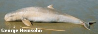 A stranded Australian snubfin dolphin A stranded Australian snubfin dolphin