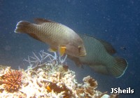 Female Humpheaded Maori Wrasse are smaller, lack the prominent bump on the head, and are more brown in colour Female Humpheaded Maori Wrasse are smaller, lack the prominent bump on the head, and are more brown in colour